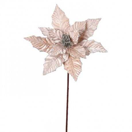 24" Champagne Glitter Edge Velvet Poinsettia Stem